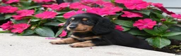 Miniature Dachshund dogs for sale: Bella   - Ad 4