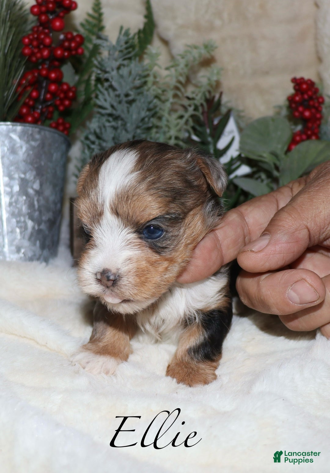 Yorkshire Terrier dogs for sale: Ella - blue merle - Ad 5