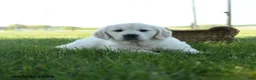 Golden Retriever dogs for sale: Lily - Ad 3