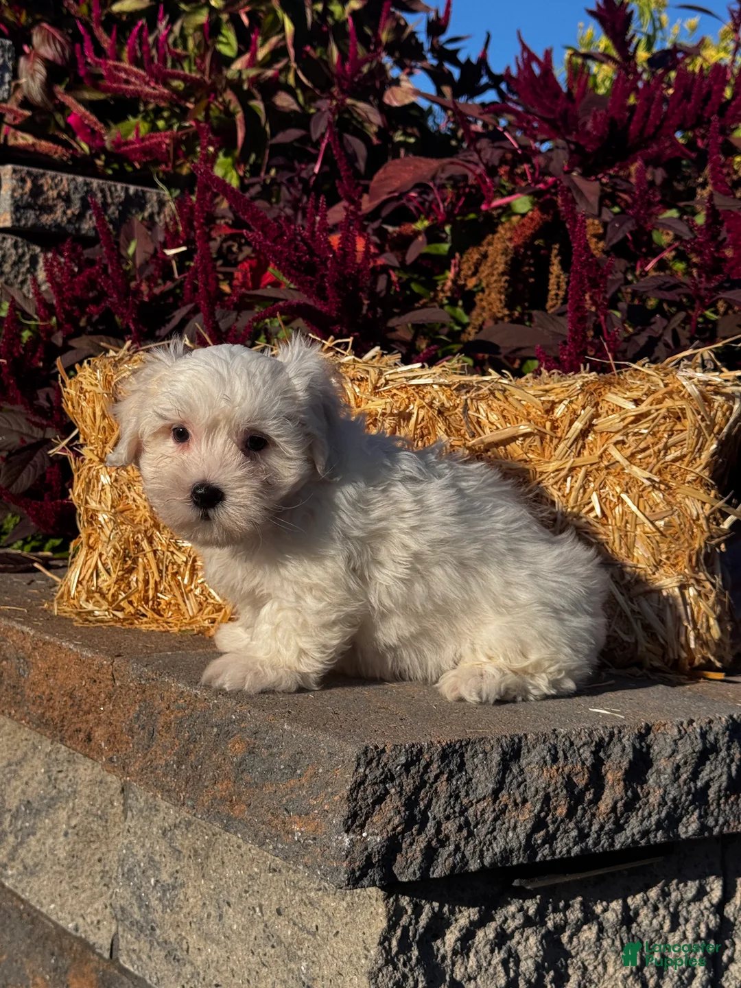 Coton De Tulear dogs for sale: Chippy  - Ad 6