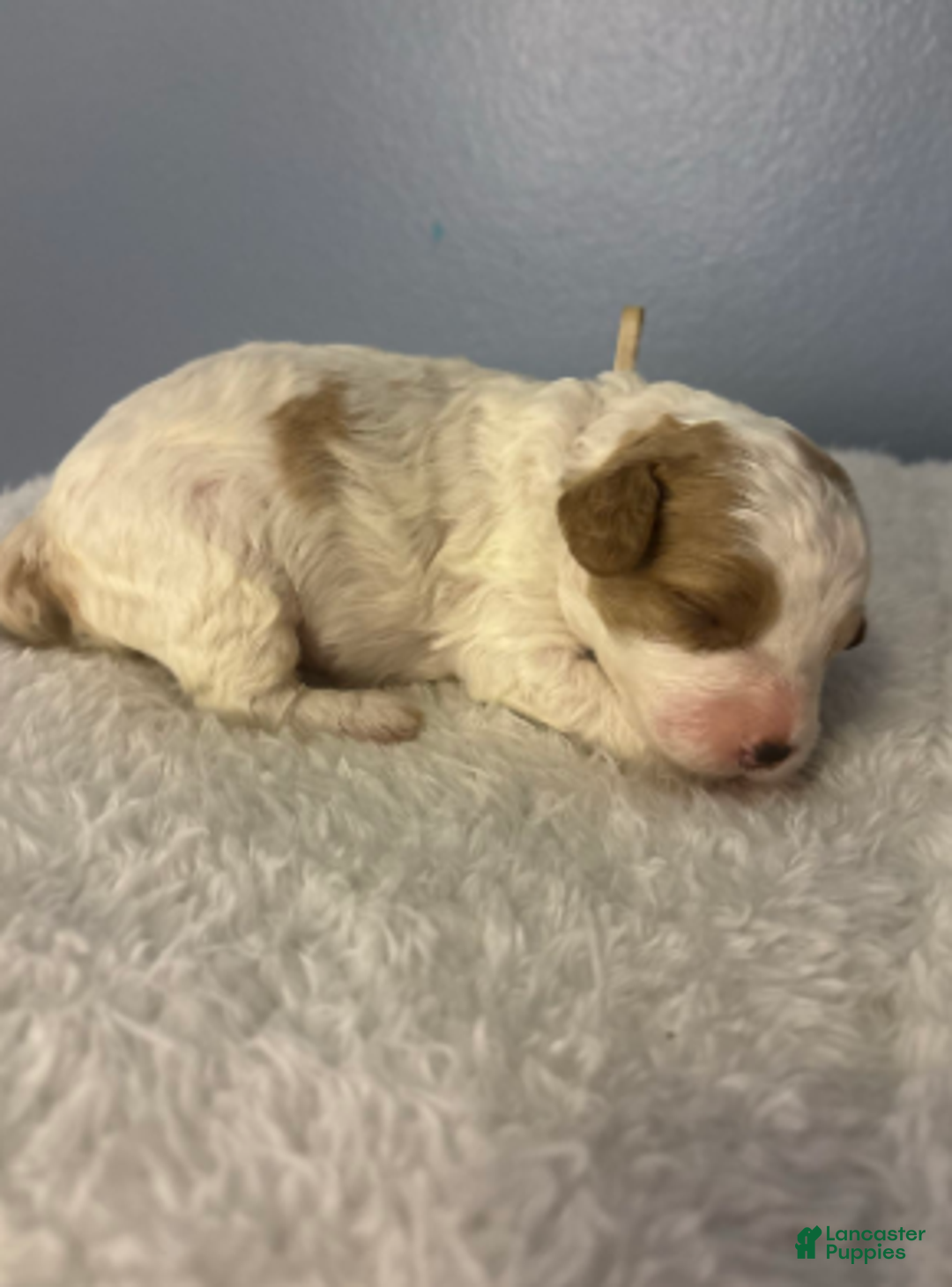 Cavapoo dogs for sale: Frosty - Ad 4