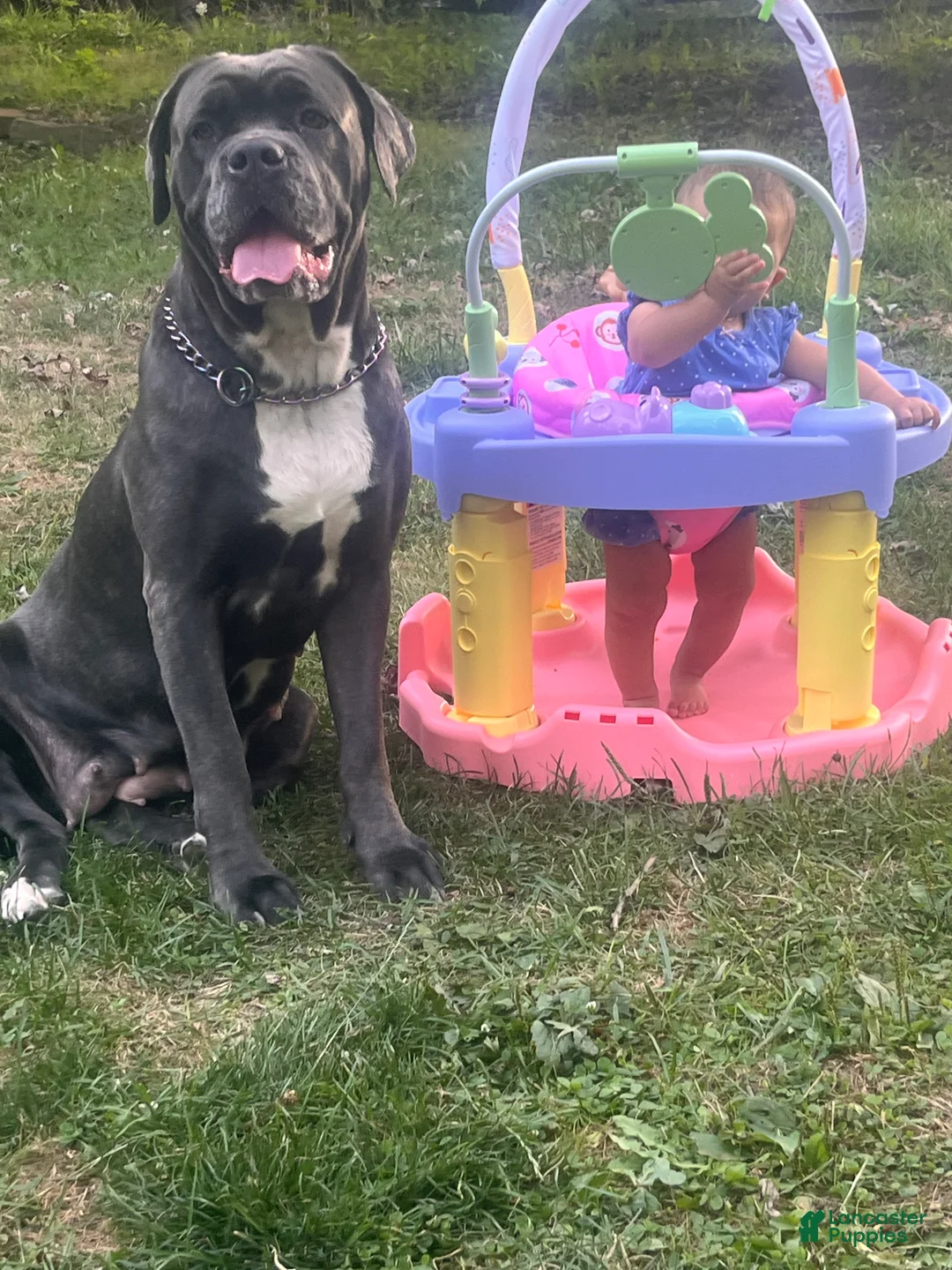Cane Corso dogs for sale: Cane Corso Puppy 6 - Ad 2