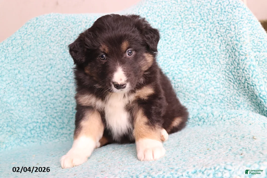 Australian Shepherd dogs for sale: Hank - Ad 3