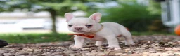 French Bulldog dogs for sale: Eden - Ad 9