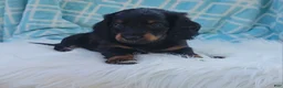 Miniature Dachshund dogs for sale: Vander - Ad 19