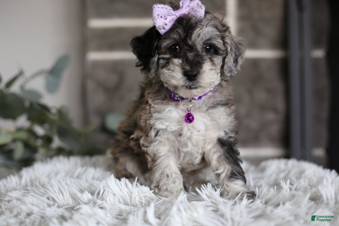 Miniature Poodle dogs for sale: Evie - Ad 12