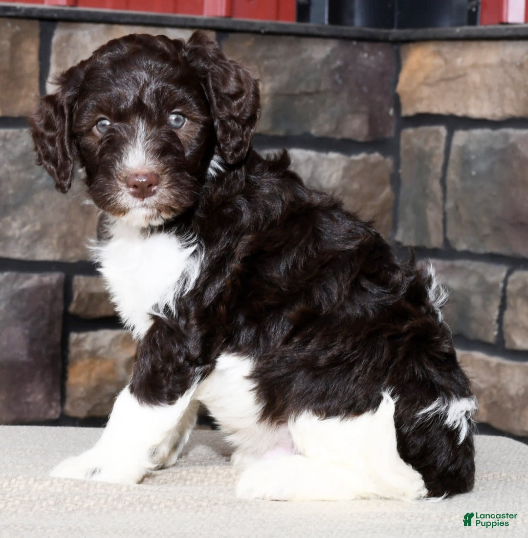 Gallery Image {{count}}