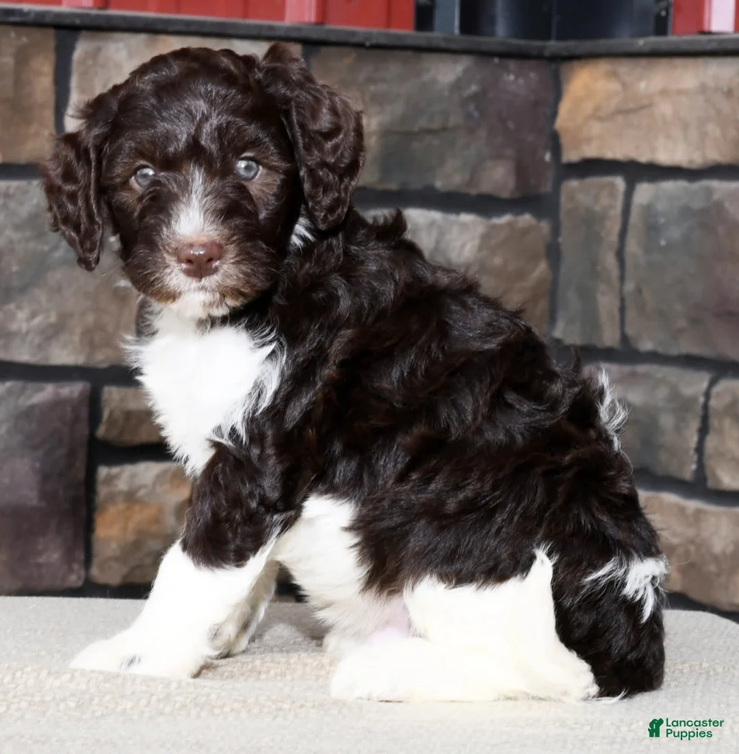 Gallery Image {{count}}