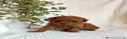 Mini Goldendoodle dogs for sale: Jasper - Ad 4