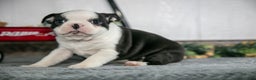 Boston Terrier dogs for sale: Lotus - Ad 2