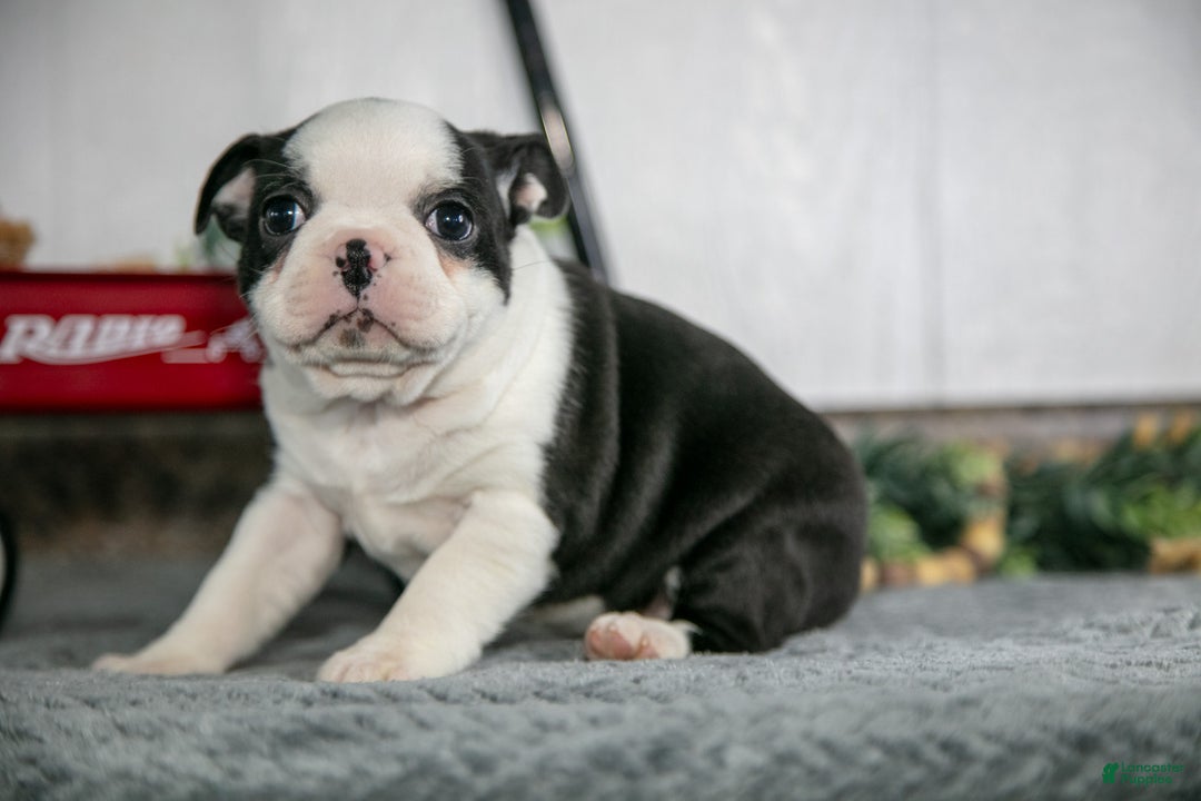 Boston Terrier dogs for sale: Lotus - Ad 2