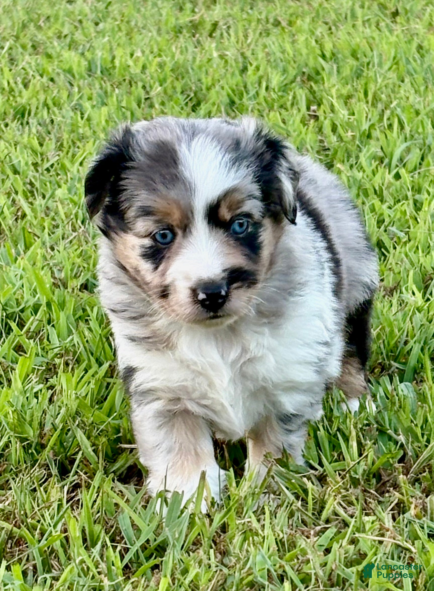 Toy Australian Shepherd dogs Tinkerbell - Ad 2
