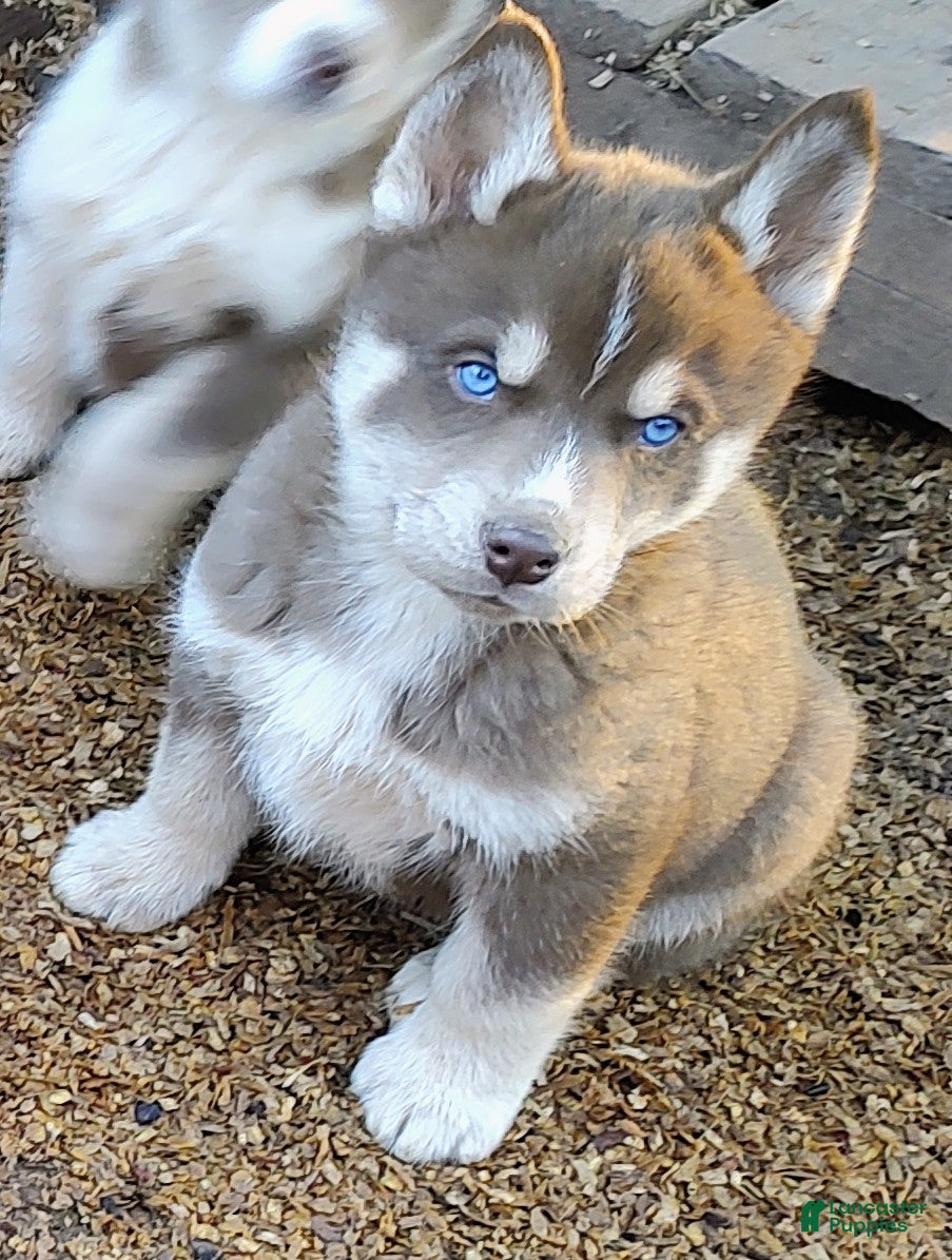 Siberian Husky dogs Siberian Husky Puppy 3 - Ad 31