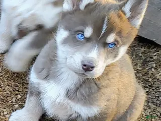 Siberian Husky dogs Siberian Husky Puppy 3 - Ad 31