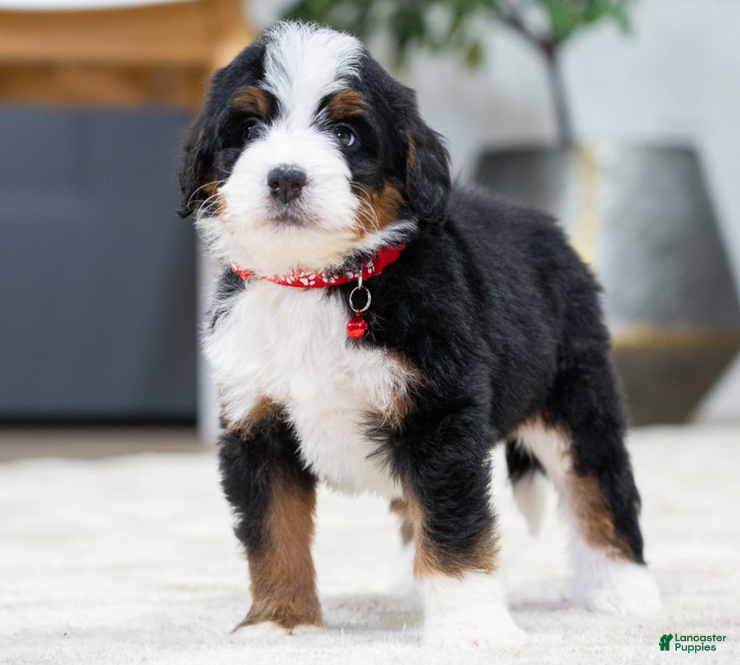 Mini Bernedoodle dogs for sale: Blaze - Ad 3