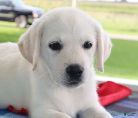Labrador Retriever dogs Stella - Champion lines - Ad 1