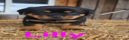 Rottweiler dogs for sale: Lilly - Ad 2