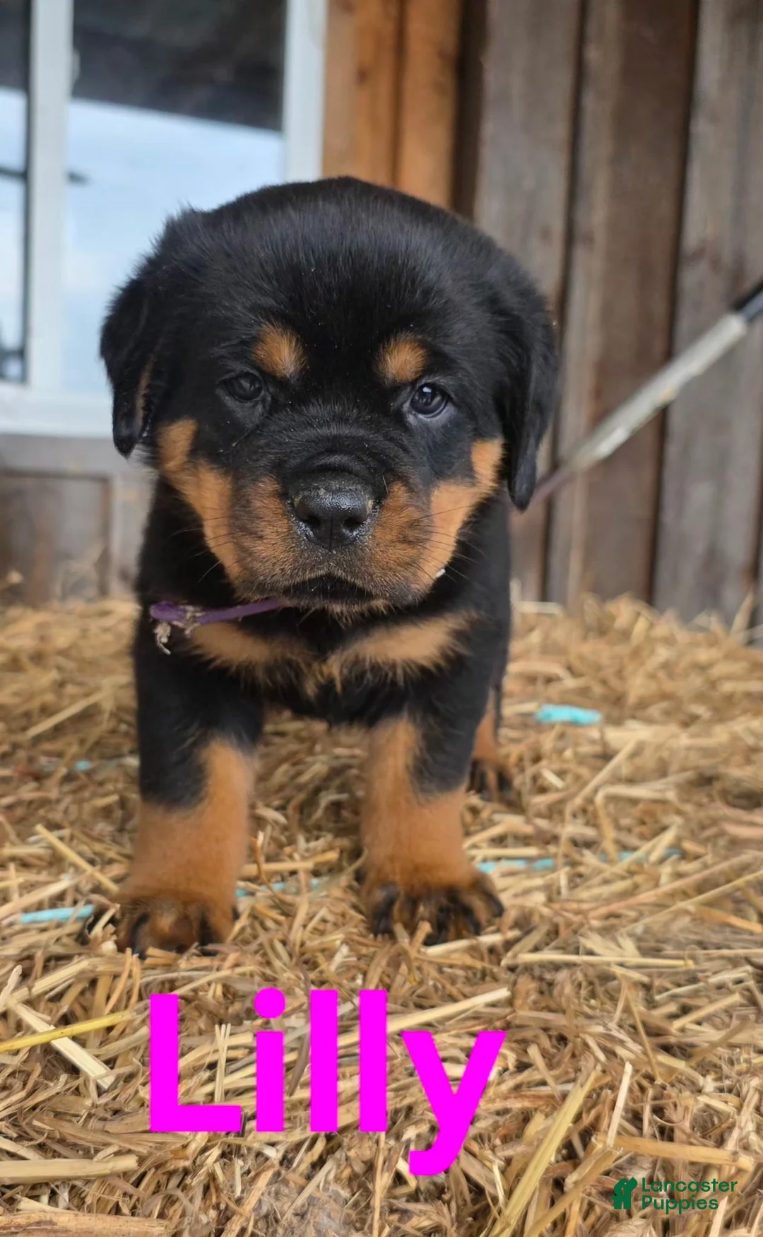 Rottweiler dogs for sale: Lilly - Ad 2