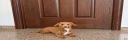 Havapoo dogs for sale: Havapoo Puppy 1 - Ad 5