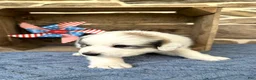 Great Pyrenees dogs for sale: AKC Savannah - Ad 5