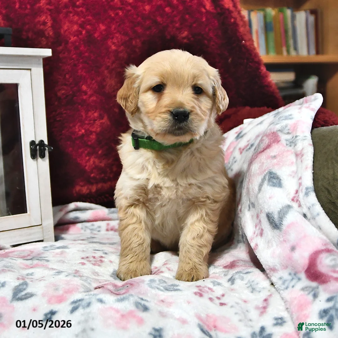 Goldendoodle dogs for sale: Haylee - Ad 8