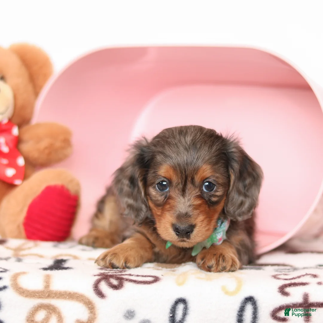 Miniature Dachshund dogs for sale: Cupid - Ad 6