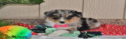Australian Shepherd dogs for sale: Freckles - Ad 3