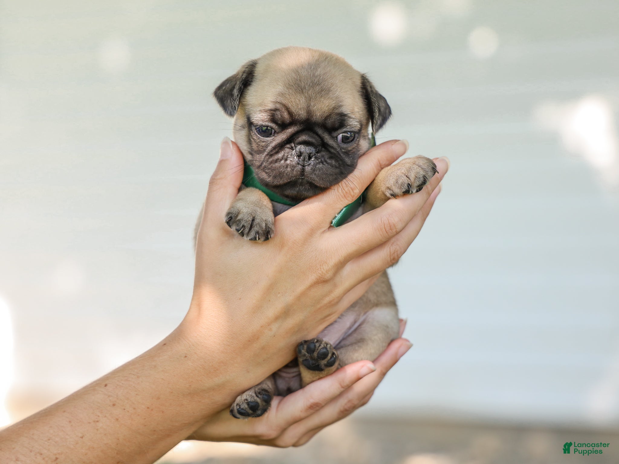 Pug dogs Arizona Purebred Pug - Ad 2