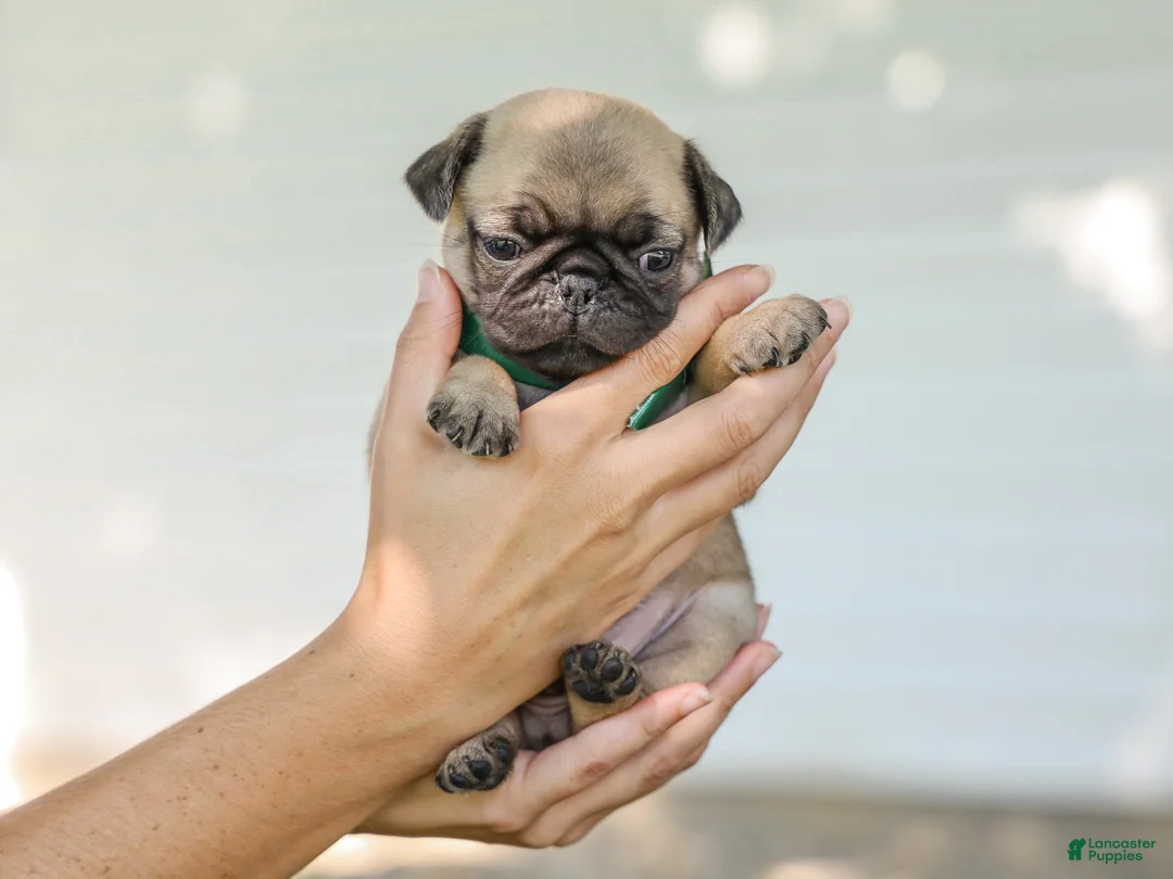 Pug dogs for sale: Arizona Purebred Pug - Ad 2