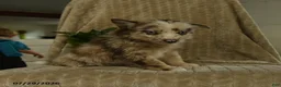 Pomsky dogs for sale: Bubba - Ad 5