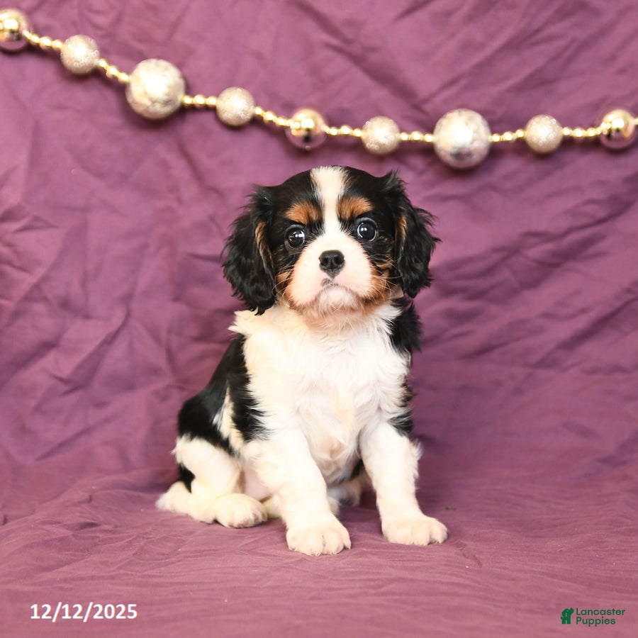 Cavalier King Charles Spaniel dogs London - Ad 40