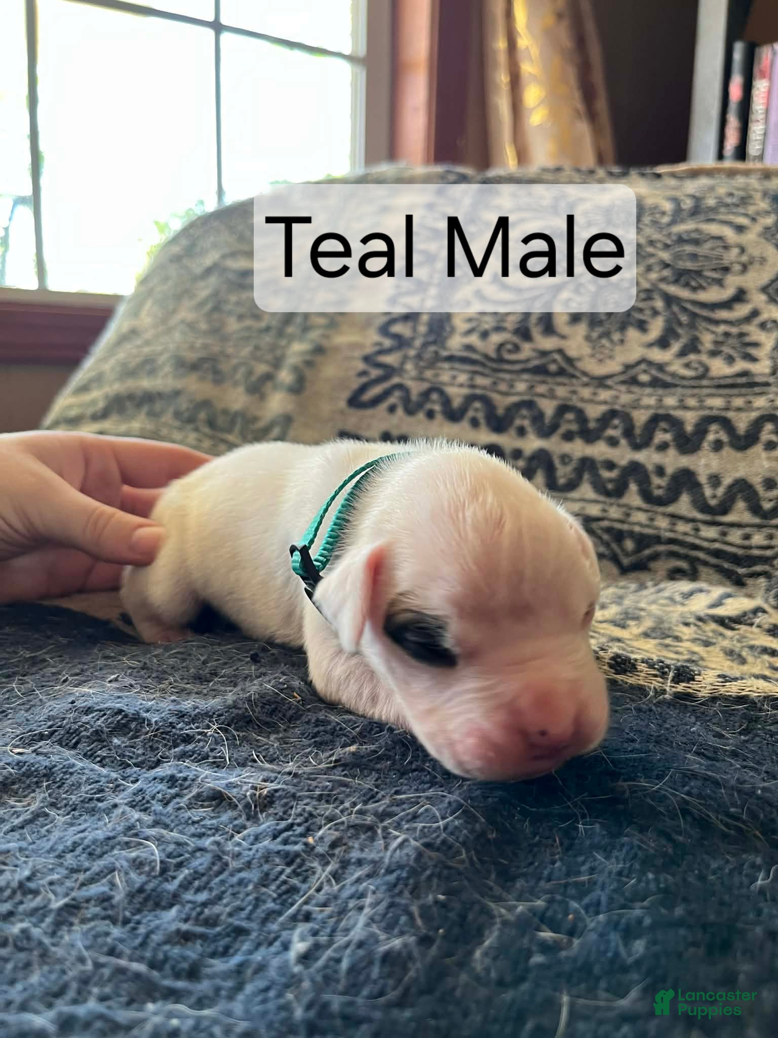 Boxer dogs Teal Male  - Ad 16