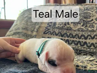 Boxer dogs Teal Male - Ad 16