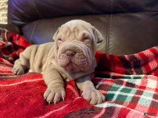 Shar Pei dogs Romeo - Ad 2