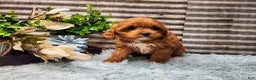 Cavapoo dogs for sale: Princess - Ad 3