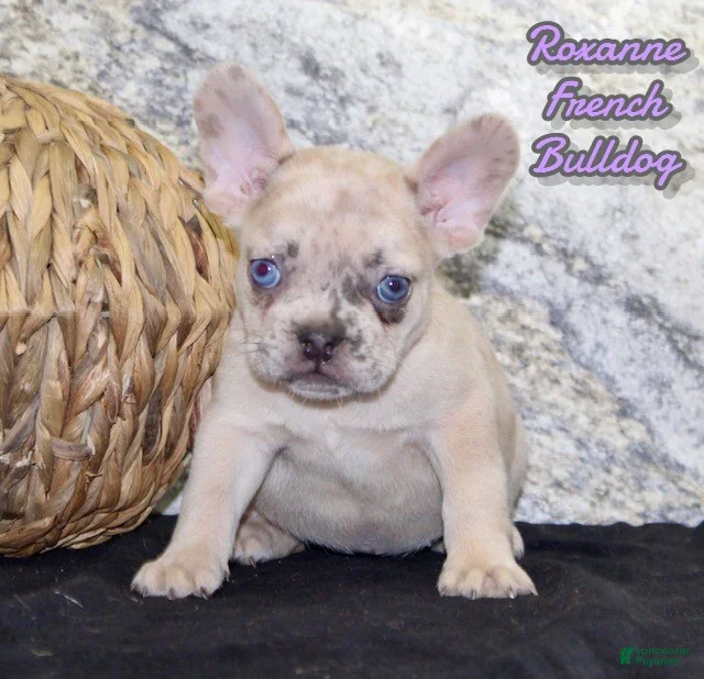 French Bulldog dogs Roxanne - Ad 10