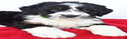 Mini Bernedoodle dogs for sale: Logan - Ad 3