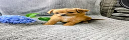 Chipoo dogs for sale: Bella - Ad 5