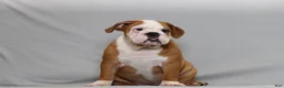 English Bulldog dogs for sale: Snuffie - Ad 1
