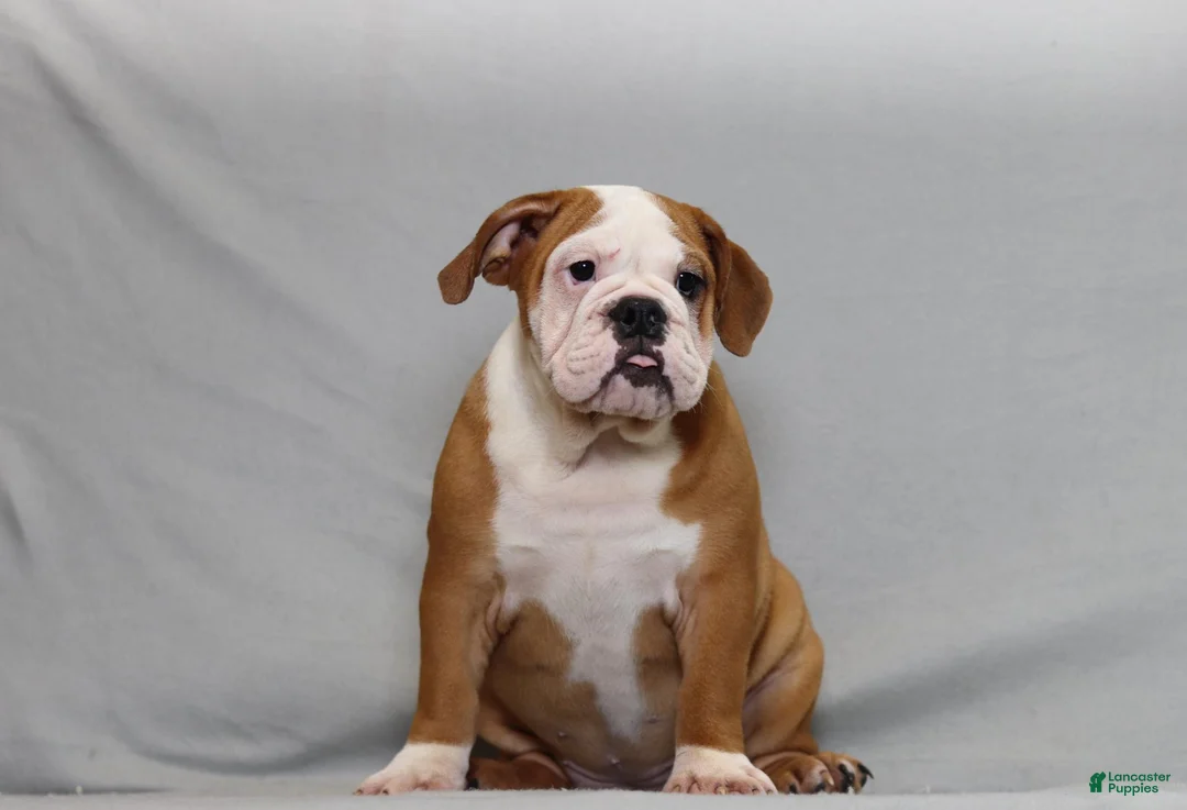 English Bulldog dogs for sale: Snuffie - Ad 1