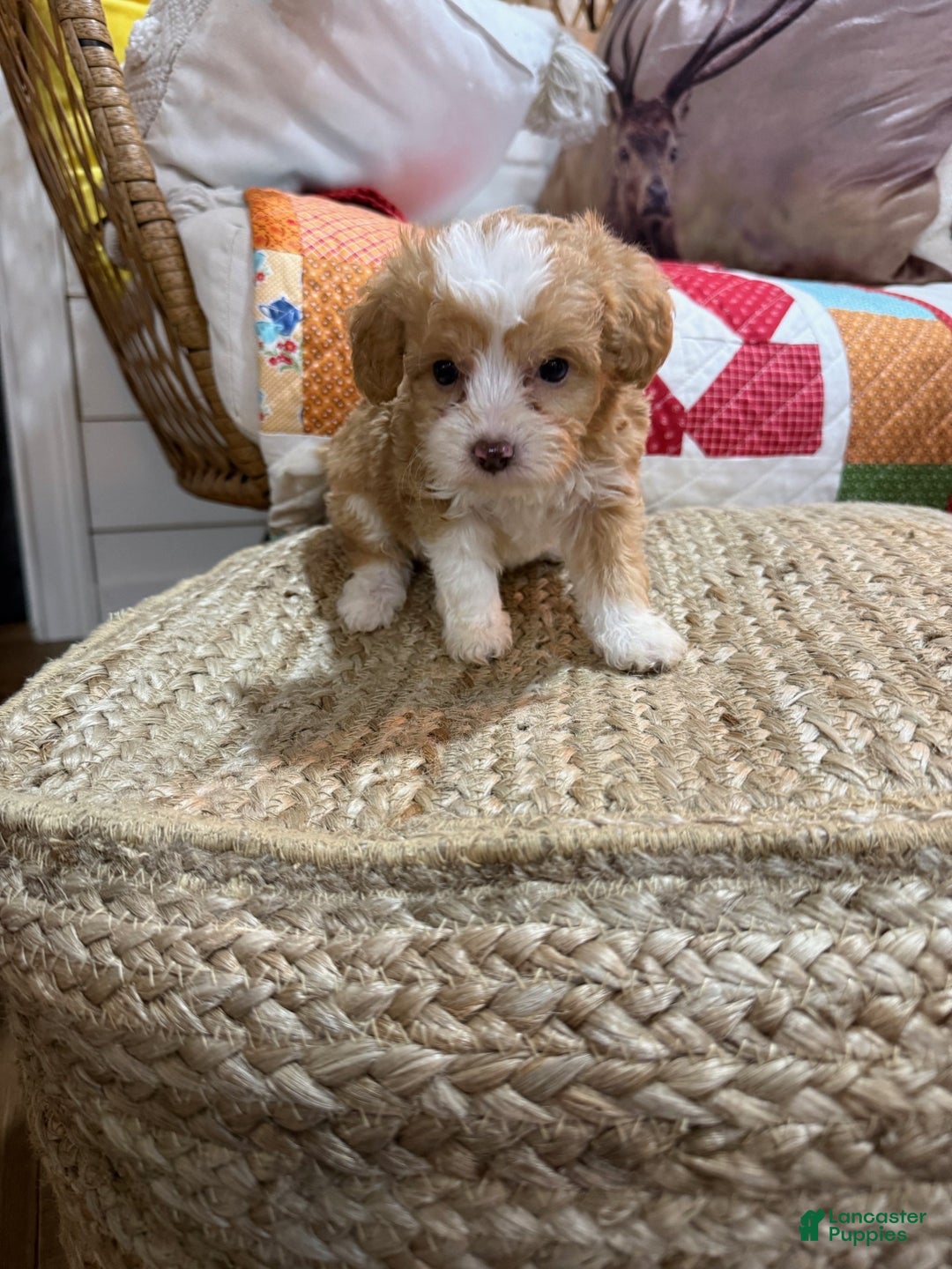 Mini Aussiedoodle dogs for sale: Mason - Ad 2