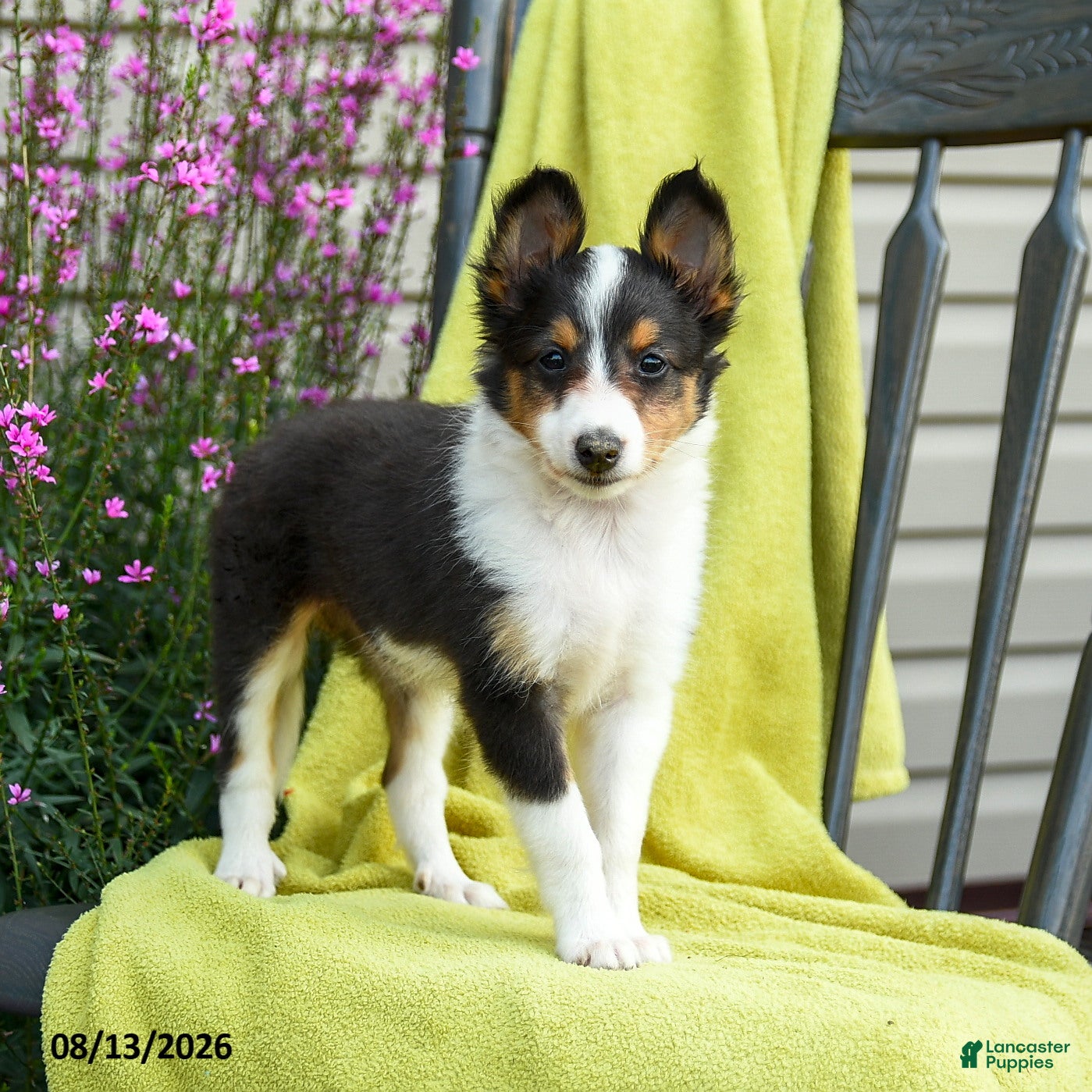 Shetland Sheepdog dogs Starla - Ad 1