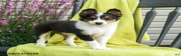Shetland Sheepdog dogs for sale: Starla - Ad 1