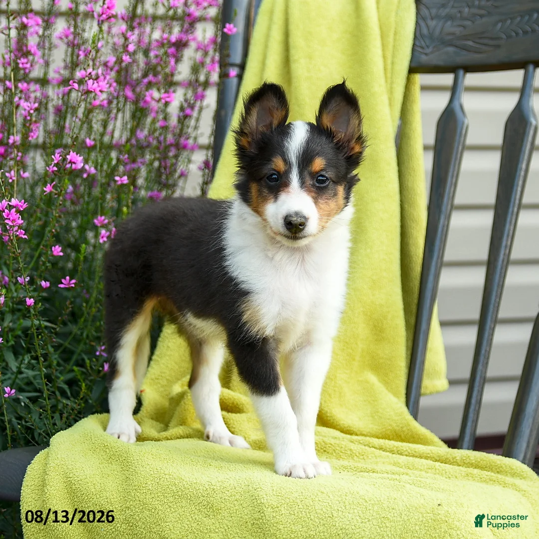 Shetland Sheepdog dogs for sale: Starla - Ad 1