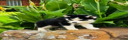 Siberian Husky dogs for sale: Romney - Ad 11