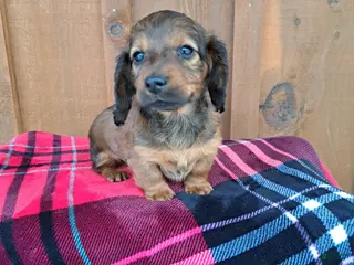 Dachshund dogs HEIDI - Ad 12