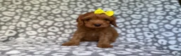 Cavapoo dogs for sale: Molly - Ad 11