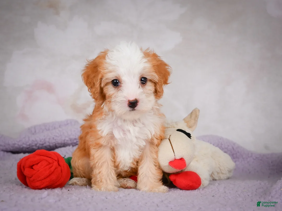 Mini Bernedoodle dogs for sale: Marcy - Ad 2