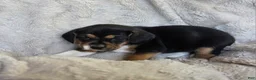 Puggle dogs for sale: Sissy - Ad 5