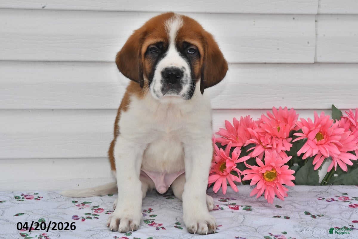Saint Bernard dogs Buddy - Ad 1